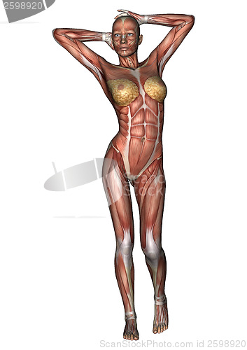 Image of Female Anatomy Figure