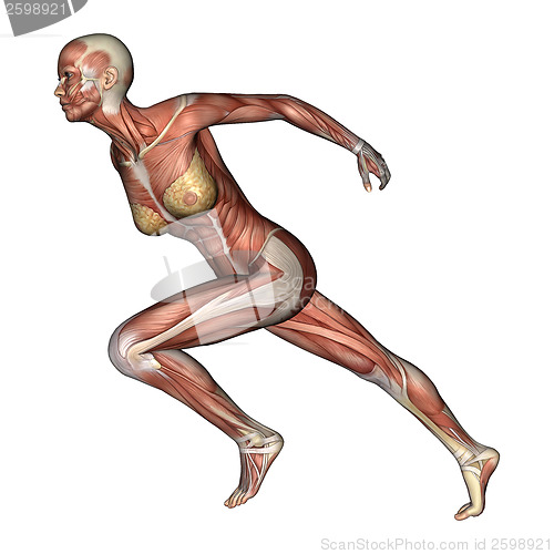 Image of Female Anatomy Figure