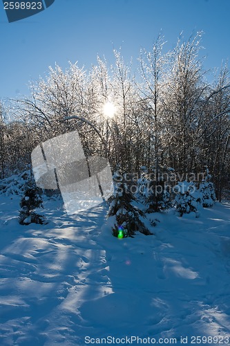 Image of Winter forest