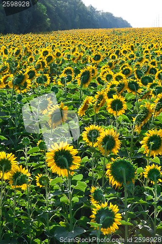 Image of Sunflowers