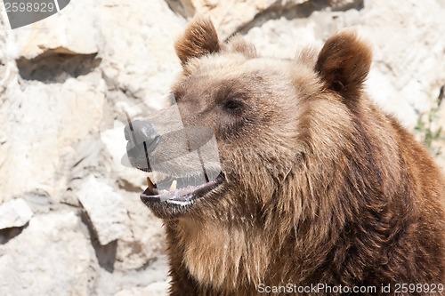 Image of Bear