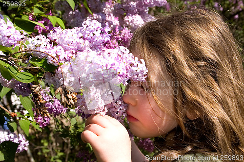 Image of Spring Beauties