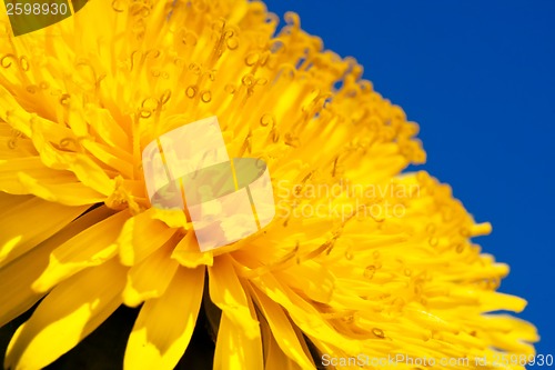 Image of Dandelion