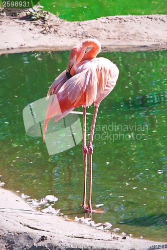 Image of Flamingo