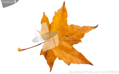 Image of Maple leaf