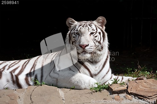 Image of White Tiger