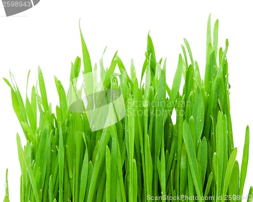 Image of Green grass