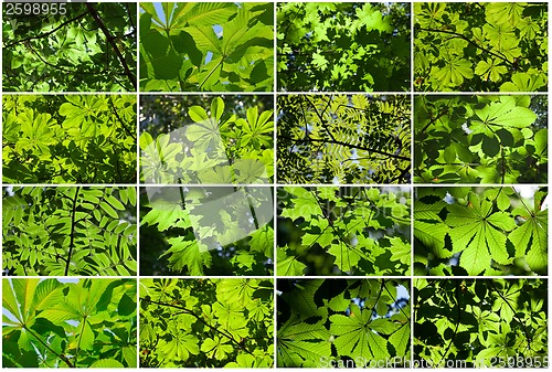 Image of Leaves background
