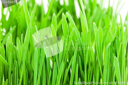 Image of Green grass