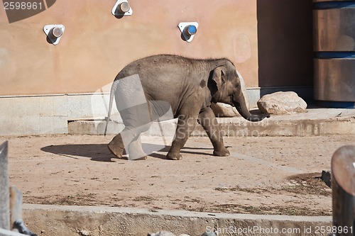 Image of Elephant