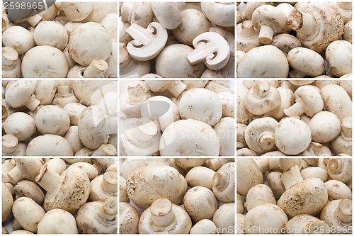 Image of Champignon mushrooms