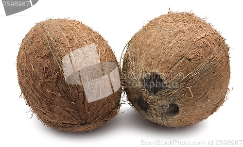 Image of Coconut