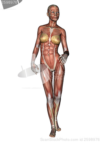 Image of Female Anatomy Figure
