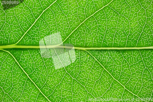 Image of Green leaf