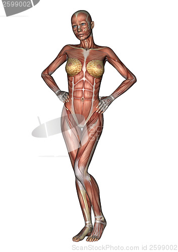 Image of Female Anatomy Figure