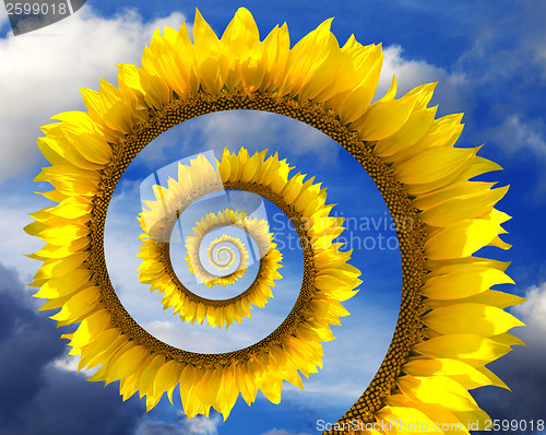 Image of Abstract sunflower spiral