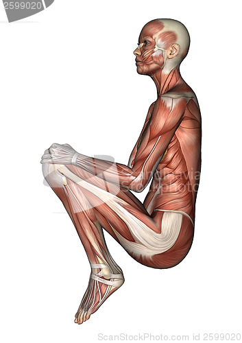 Image of Female Anatomy Figure
