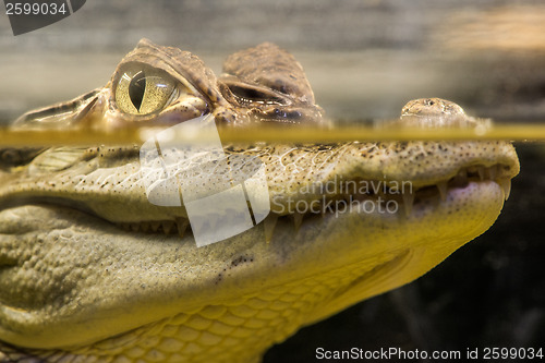 Image of Crocodile in water