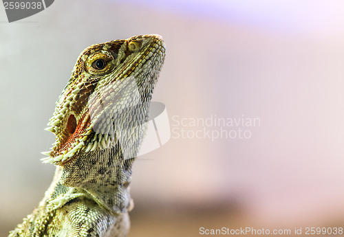 Image of Lizard between leaves