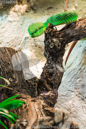 Image of Green Snake creeps on tree