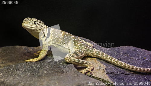 Image of Lizard between leaves