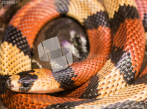 Image of Red milk snake 