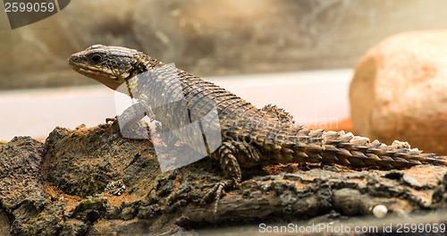 Image of Lizard between leaves