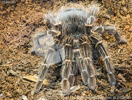Image of Tarantula spider