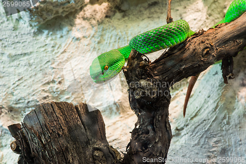 Image of Green Snake creeps on tree