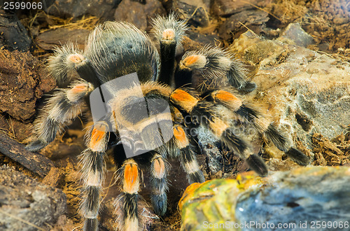 Image of Tarantula spider