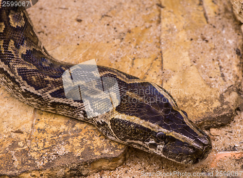 Image of Chicken snake 