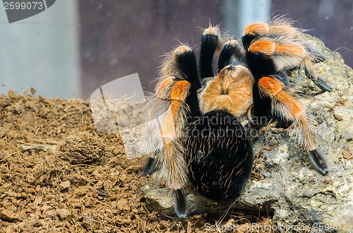 Image of Tarantula spider