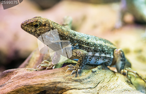 Image of Lizard between leaves