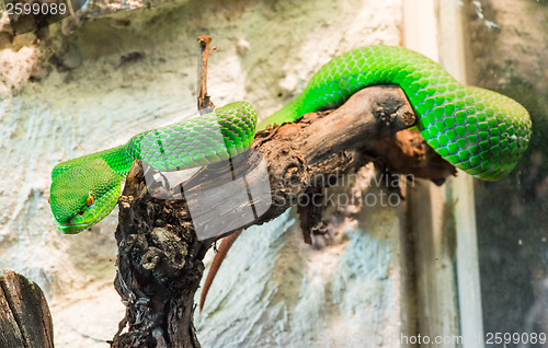 Image of Green Snake creeps on tree