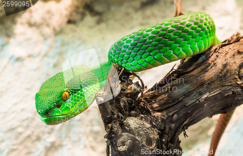 Image of Green Snake creeps on tree