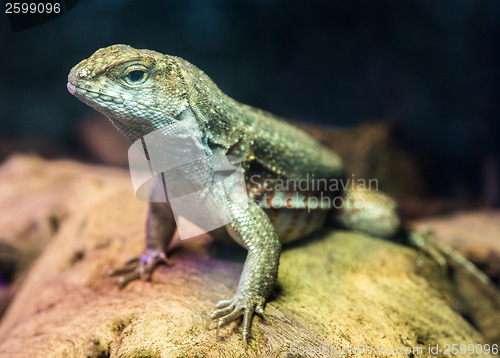 Image of Lizard between leaves