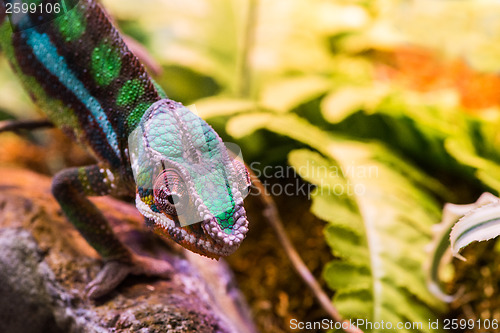 Image of Chameleon between leaves
