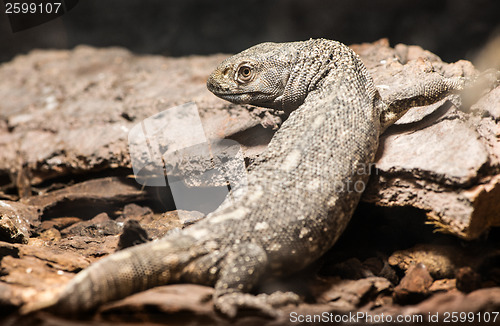 Image of Lizard between leaves