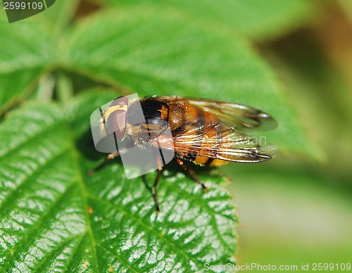 Image of Yellow Fly