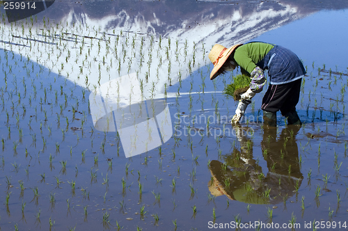 Image of Woman Planting Rice