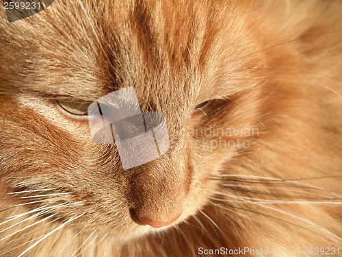 Image of Maine Coon cat closeup