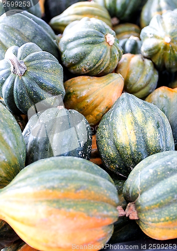 Image of Acorn Squash