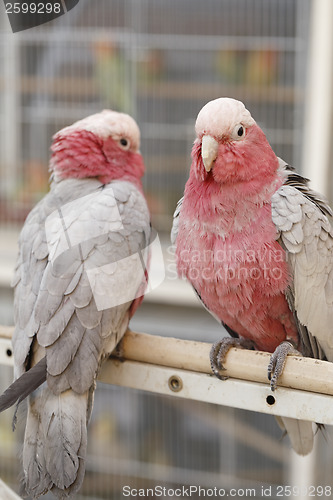 Image of Cockatoos in Doha pet souq