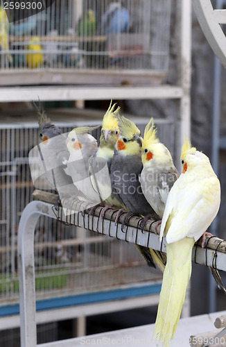 Image of Cockatiels in Doha pet souq