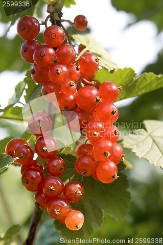 Image of Currant