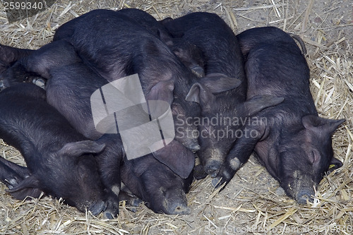 Image of Black Pigs