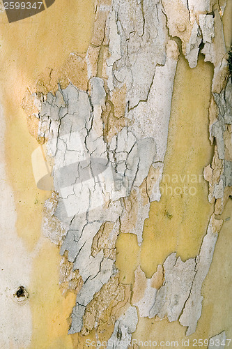 Image of Bark