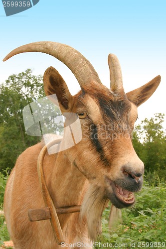 Image of Goat face