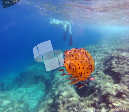 Image of Fried Egg Jellyfish