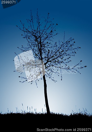 Image of Tree silhouette